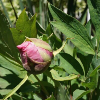 Stauden für den Garten: Knospe einer Pfingstrose