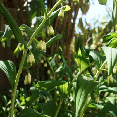 Staude: Gartenbepflanzung Salomonssiegel