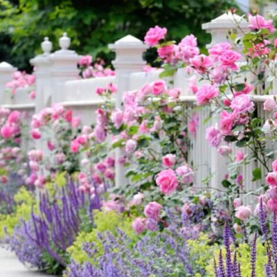 Rosen in zarten Pastell-Tönen am Gartenzaun