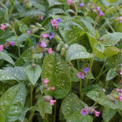 Stauden mit zweifarbiger Blüte