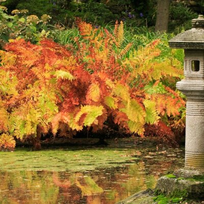 Farn im Herbst rot und gelb eingefärbt