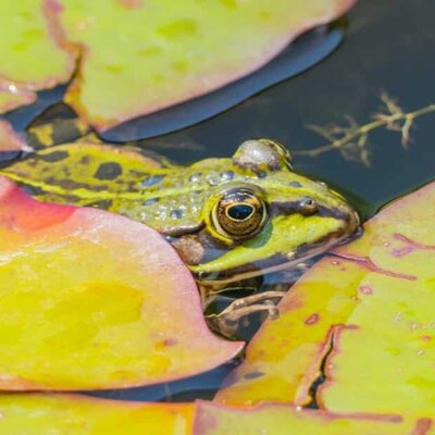 Seefrosch im Gartenteich © pusteflower9024