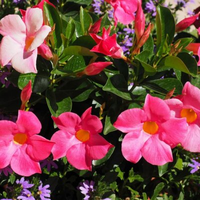 Mandevilla © Pixabay.de