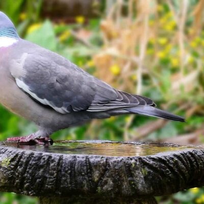 Kleine Vogeltränke mit einer Taube