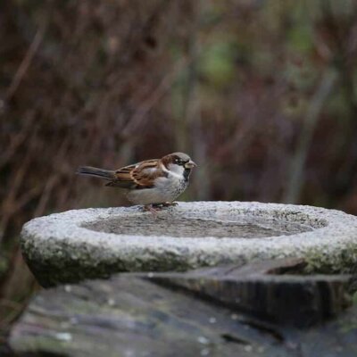 Vogeltränke aus Stein