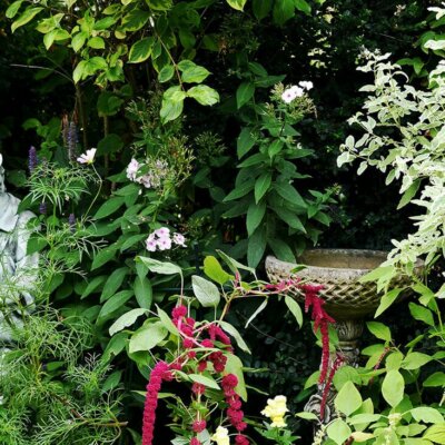 Vogeltränke versteckt in Blumenbeet