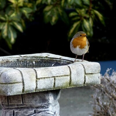 Vogelbad im Mauer-Look