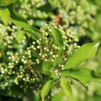 hecke_schneiden_feuerdorn (2)