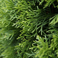 hecke_schneiden_thuja