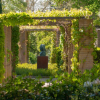 terrassenueberdachung-kletterpflanzen-pergola