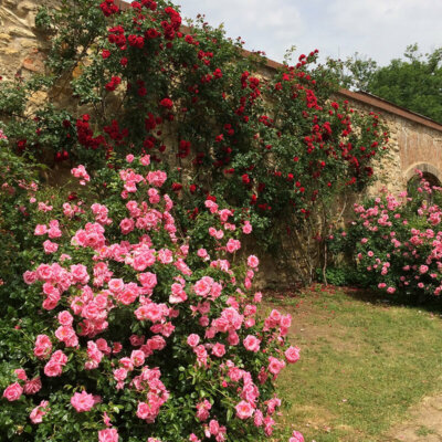 kletterrose_gartenmauer_rot_shutterstock_1556683520