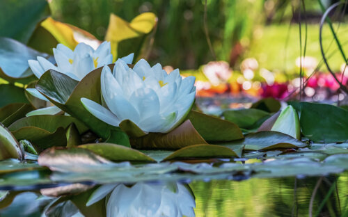 Teichpflanzen pflanzen & pflegen – Top 50 Wasserpflanzen