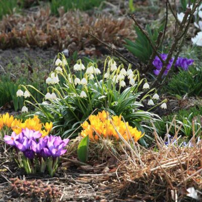 Schneeglöckchen und Krokusse