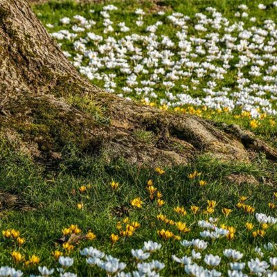 Krokusse unter einem Baum