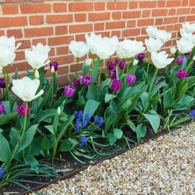 Tulpen vor einer Mauer