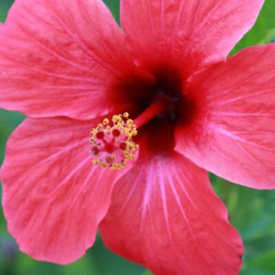 Pinke Hibiskusblüte