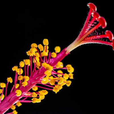 Staubknoten der Hibiskusblüte