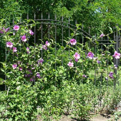 Hibiskus an einem Metallzaun