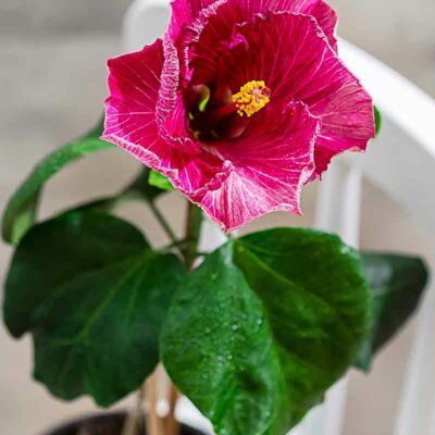 Hibiskus kann auch als kleinere Topfpflanze kultiviert werden