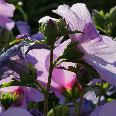 Zart wirkende Hibiskusblüten in Hellila