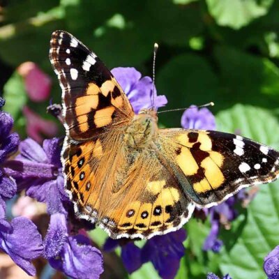 Ein Schmetterling auf einem blühenden Salbei