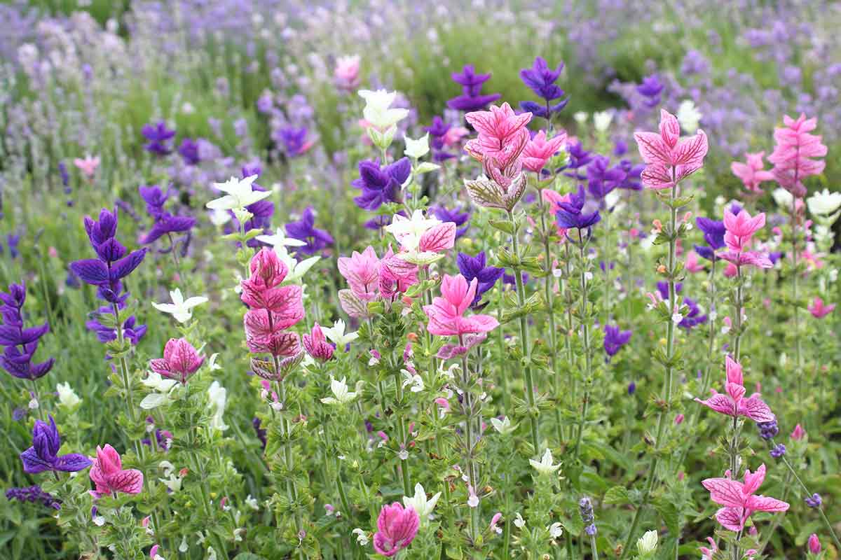 Salbei Salvia viridis