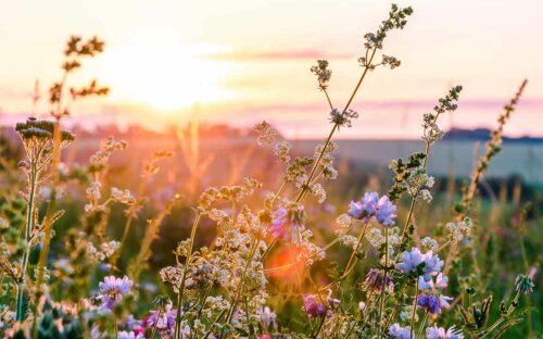 Blumenwiese & Kräuterwiese anlegen – Anleitung  Zeitpunkt zum Säen + Blumenliste