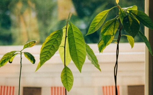 Avocado-Baum: pflanzen  züchten  Kern einpflanzen & pflegen + Rezepte zubereiten