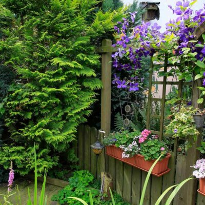 Gartendeko mit lila Clematis