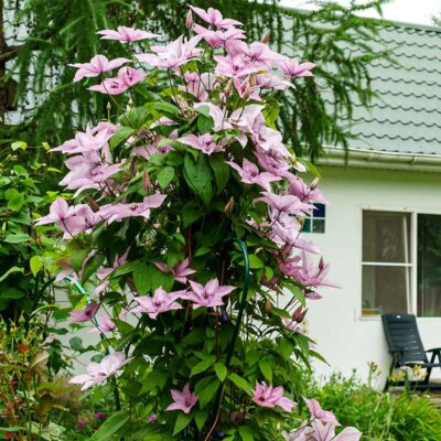 Große Clematis im Garten