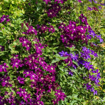 Clematis im Gartenbeet