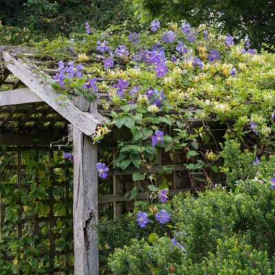 Clematis an einem rustikalen Holzdurchgang