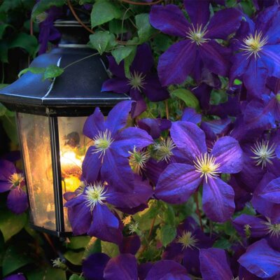 Violette Waldrebe mit Gartenlampe