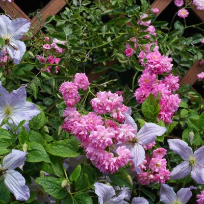 Clematis und pinke Rosen