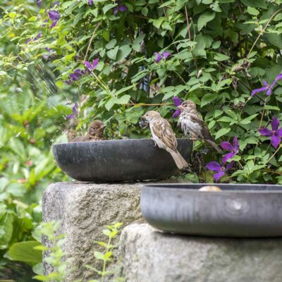 Vogelbäder vor einer Clematishecke